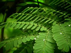 Acacia HD1080,NTSC,PAL Stock Footage