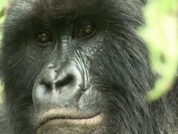 Close shot of a gorilla's face Stock Footage