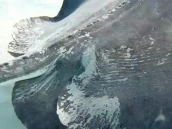 Stingray Stock Footage