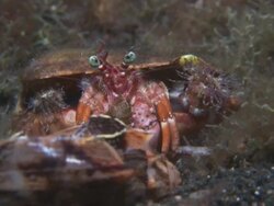 Hermit Crab, colourful eyes, waiting, close up. Indonesia  Stock Footage