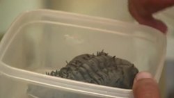 CLEAN : Fossil treasures at risk in Morocco desert town News Clip