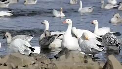 Snow Geese Stock Footage