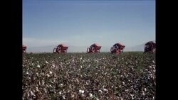 WS PAN Cotton harvesting in cotton field / United States Stock Footage