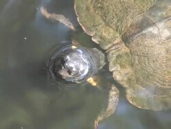 Water turtle 10 Stock Footage