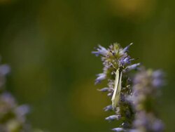 CU SLO MO Butterfly on light purple and white flower / Morristown, New Jersey, USA Stock Footage