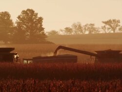 Wide shot in a cornfield featuring a combine transferring harvested corn into a wagon against  golden sunset. Stock Footage