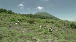 Four Rwandan children walk toward livestock on a hillside. Stock Footage