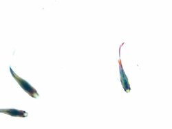 guppy fish, swimming on white background Stock Footage