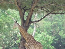 Giraffe standing under the tree Stock Footage