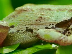 Pan shot of a PAcific Tree frog Stock Footage