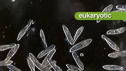 Protist Instructional Video