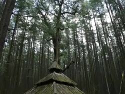 WS TD Old hindu temple surrounded by trees in Himalayan mountains / India Stock Footage