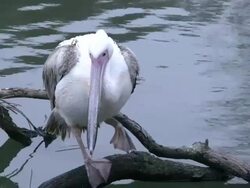 Pelican Stock Footage