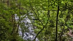 the waterfall in the forest Stock Footage