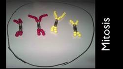 Mitosis and Meiosis Simulation Instructional Video