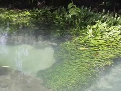 Sea grass in the canal, Krabi, Thailand. Stock Footage