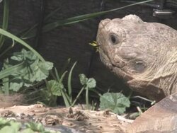 Large turtle 16 - HD 30F Stock Footage