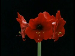 T/L flower - 4 red buds opening to Hippeastrum, rotating, flowers shrivelling and dying, black background Stock Footage