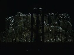 Tree of Life at night Stock Footage