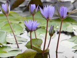 Tropical water lily Stock Footage