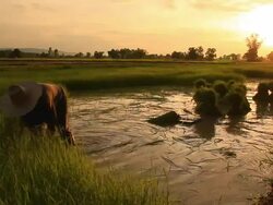 Rice seedlings Stock Footage