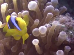 A clownfish swims amid a sea anemone. Stock Footage