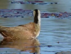 CU TS Shot of Juvenile African jacana foraging among day water lily pads and flowers in water channel / Okavango Delta, North West District, Botswana Stock Footage