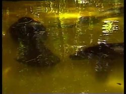 Fish And Crustaceans Instructional Video