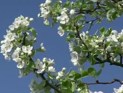 MS Blooming sour cherry tree / Kastel-Staadt, Rhineland-Palatinate, Germany Stock Footage