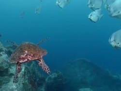 WS TS View of Hawksbill turtle swimming with various fish including surgeonfish and batfish / Mahe, Seychelles Stock Footage