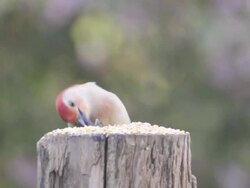 CU Shot of male red-bellied woodpecker (Centurus carolinus) eating seeds on top of stump and house / Valparaiso, Indiana, United Statessparrow (Passer domesticus) tries to interrupted him Stock Footage