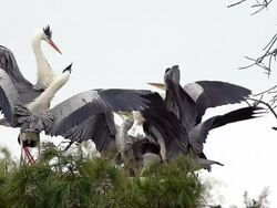 MS SLO MO Grey Heron (ardea cinerea) group standing at Nest (South of France) / Saintes Marie de la Mer, Camargue, France Stock Footage