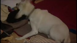 Tsunami survivor reunited with her pet dog a week after disaster Instructional Video