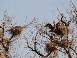 MS Shot of Great blue herons flying into and leaving nests in large rookery / Longmont, Colorado, United States Stock Footage