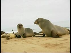 MS Low angle, Cape fur seal mother roaring at pup, pup walks to camera, Namibia Stock Footage