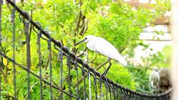Great White Egret on Rail Bridge Stock Footage