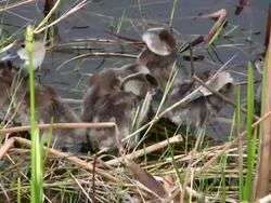 Closeup of Young Ducks Preening Stock Footage