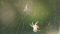 Instincts Instructional Video