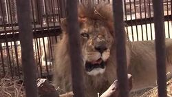 CLEAN : S.American circus lions to be flown to S.Africa safari park News Clip