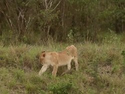 MS PAN Cub walking in grass / National Park, Africa, Kenya Stock Footage