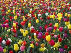 field of tulips Stock Footage