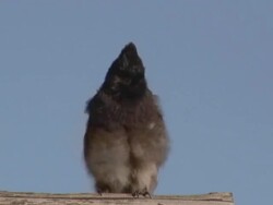 Tahitien bird - HD 60i Stock Footage