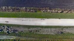 Overhead aerial of a group of sheep Stock Footage