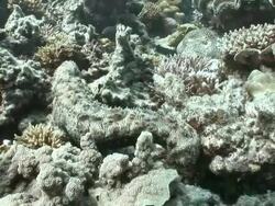 MS Fish darting in and out of coral in great barrier reef AUDIO / Queensland, Australia Stock Footage