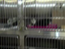 Kittens at an RSPCA Animal Shelter News Clip