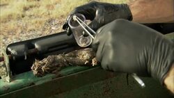 An entomologist removes maggots from the rotting carcass of a rat. Stock Footage