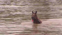 Crowd Watches as Horse Rescued From Texas Flood News Clip