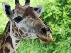 Giraffe Portrait Stock Footage