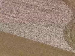 MS AERIAL View of Cotton field / North Carolina, United States Stock Footage