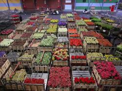 flower market of Aalsmeer Stock Footage